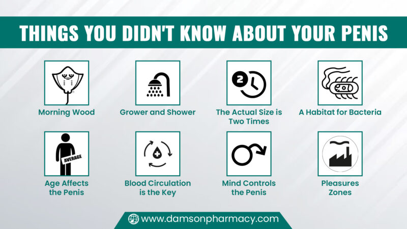 4. Things You Didn_t Know About Your Penis